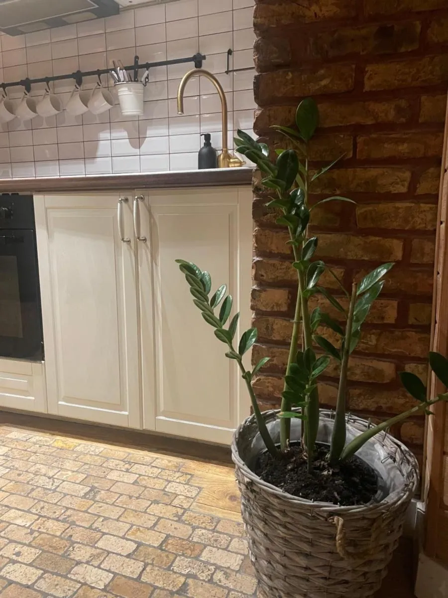 Image 3 of Stebuklas coliving