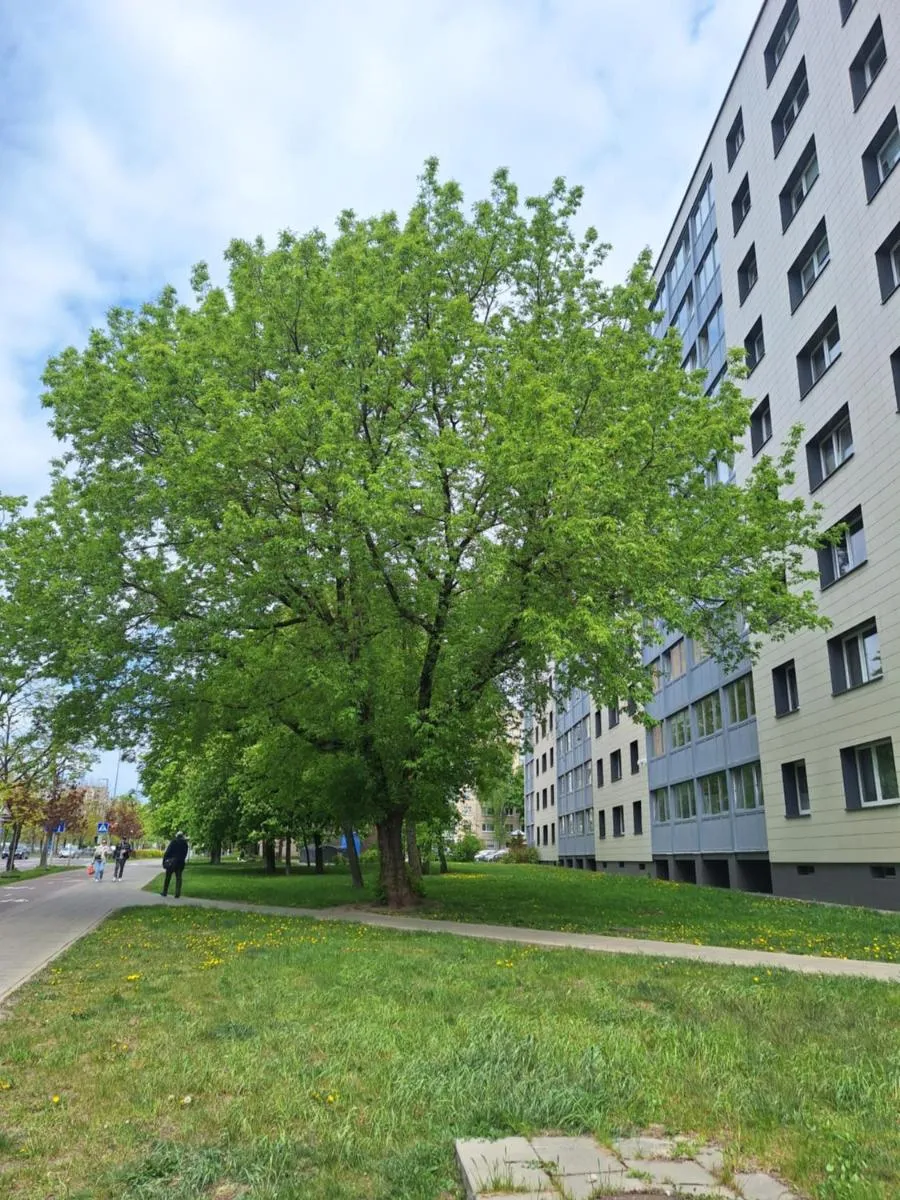 Image 5 of Rinktinės apartments